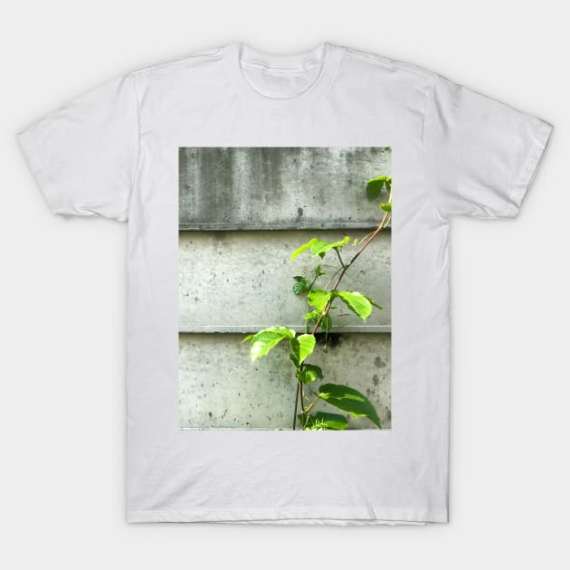 Vine of Betel plant growing up on the cement wall T-Shirt by FOGSJ